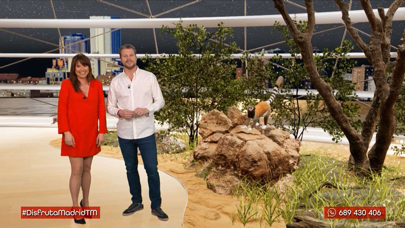 Descubre los secretos de los lémures: de Madagascar a Vicálvaro