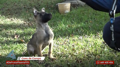 Conoce a Opa:  así entrena el perro policía más joven de la policía municipal de Madrid