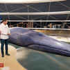 Ballenas rorcuales: Descubre de una forma diferente a uno de los animales más grandes del planeta
