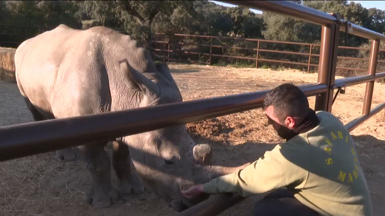 Amady y Moloto, los dos nuevos rinocerontes blancos del Safari de Aldea del Fresno
