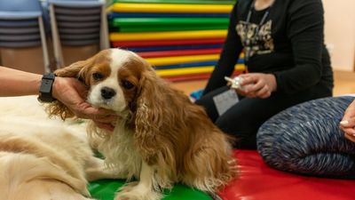 La terapia con perros beneficia a niños con trastornos de salud mental
