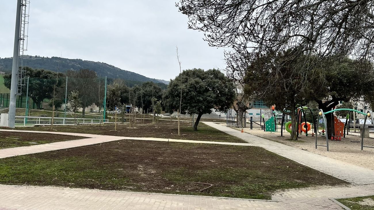 Árboles autóctonos plantados recientemente en el polideportivo de Moralzarzal