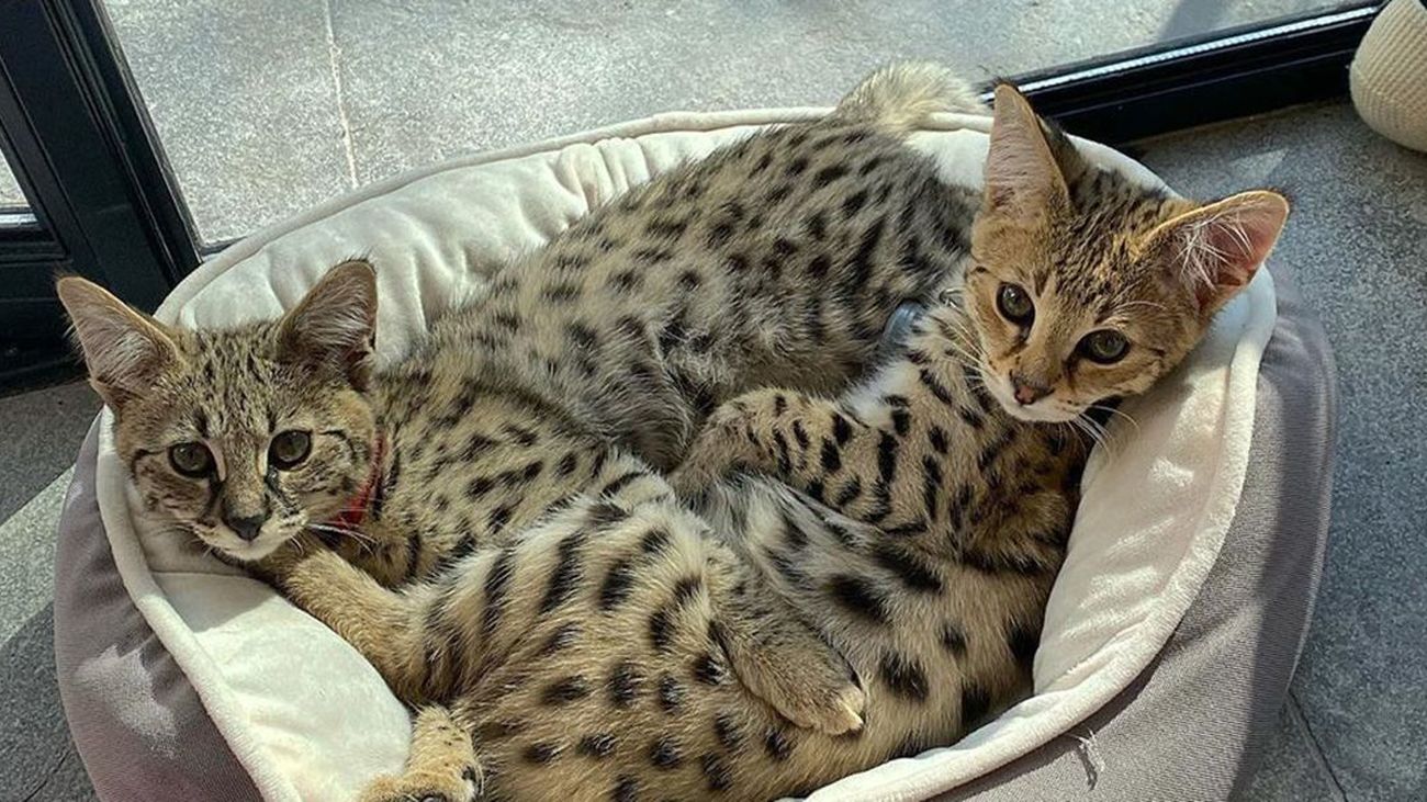 ¿Conoces a estos gatos? Seguro que a sus dueños sí