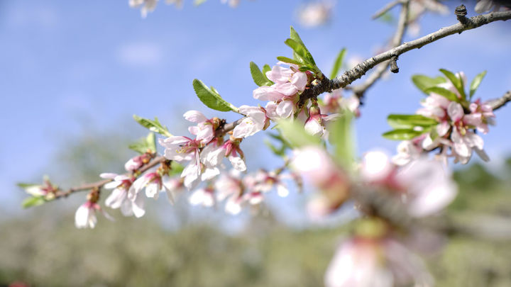 Almendro en flor / EUROPA PRESS