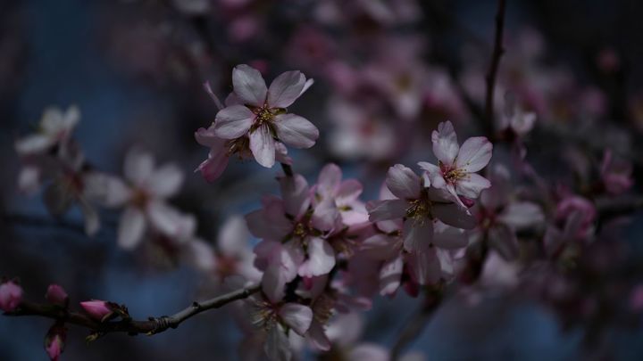 Almendro en flor / EUROPA PRESS