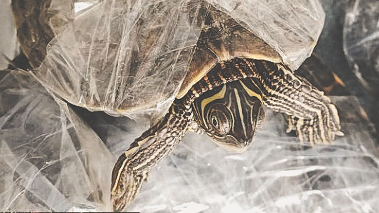 Galápagos intervenidos por los Agentes Forestales