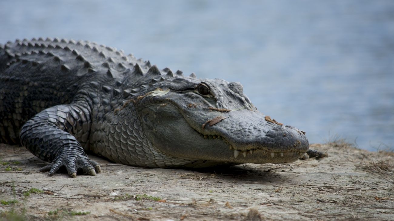 Un caimán mata a una mujer de 85 años que paseaba a su perro en Florida