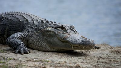 Un caimán mata a una mujer de 85 años que paseaba a su perro en Florida