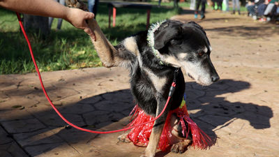 Sondeo de Telemadrid: el 81% no ve necesario un curso para ser dueño de un perro