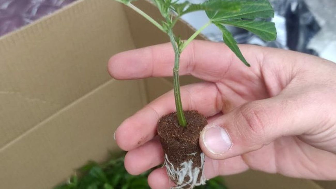 Detenida cuando transportaba 858 plantas de marihuana