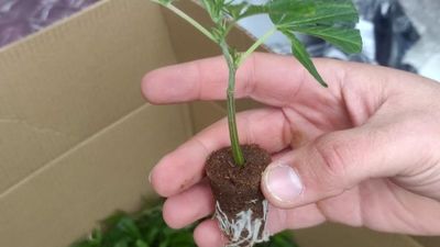 Detenida en Carabanchel cuando iba en su furgoneta con olor a marihuana