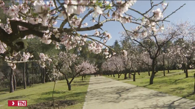 La Quinta de los Molinos estalla de color con el espectáculo de los 1.600 almendros en flor
