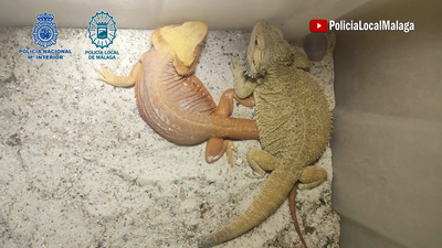 La Policía Nacional descubre un criadero ilegal de dragones barbudos en Málaga