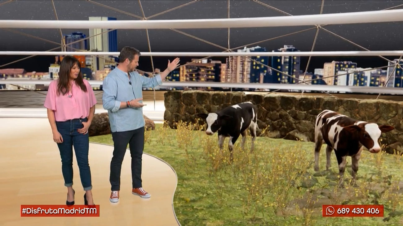 Apadrina un becerro: una iniciativa para apoyar la ganadería en la Comunidad de Madrid