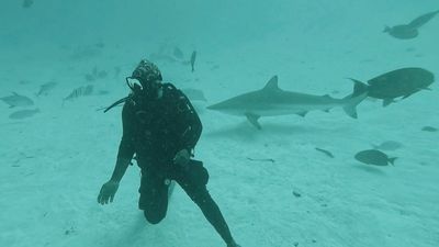 Buceamos entre mantas, tortugas y tiburones en las Maldivas