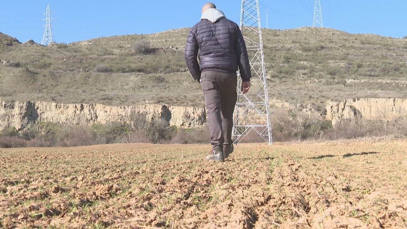 La superpoblación de conejos amenaza los cultivos en el sureste de Madrid