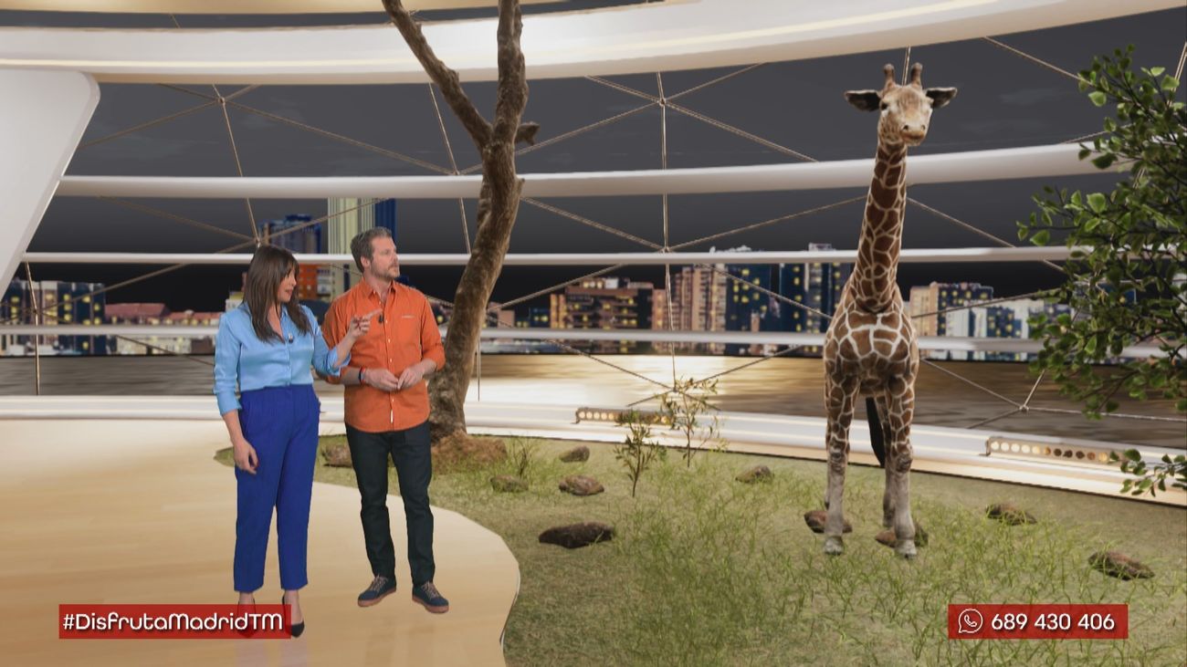 Todas las curiosidades que siempre quisiste saber sobre las jirafas