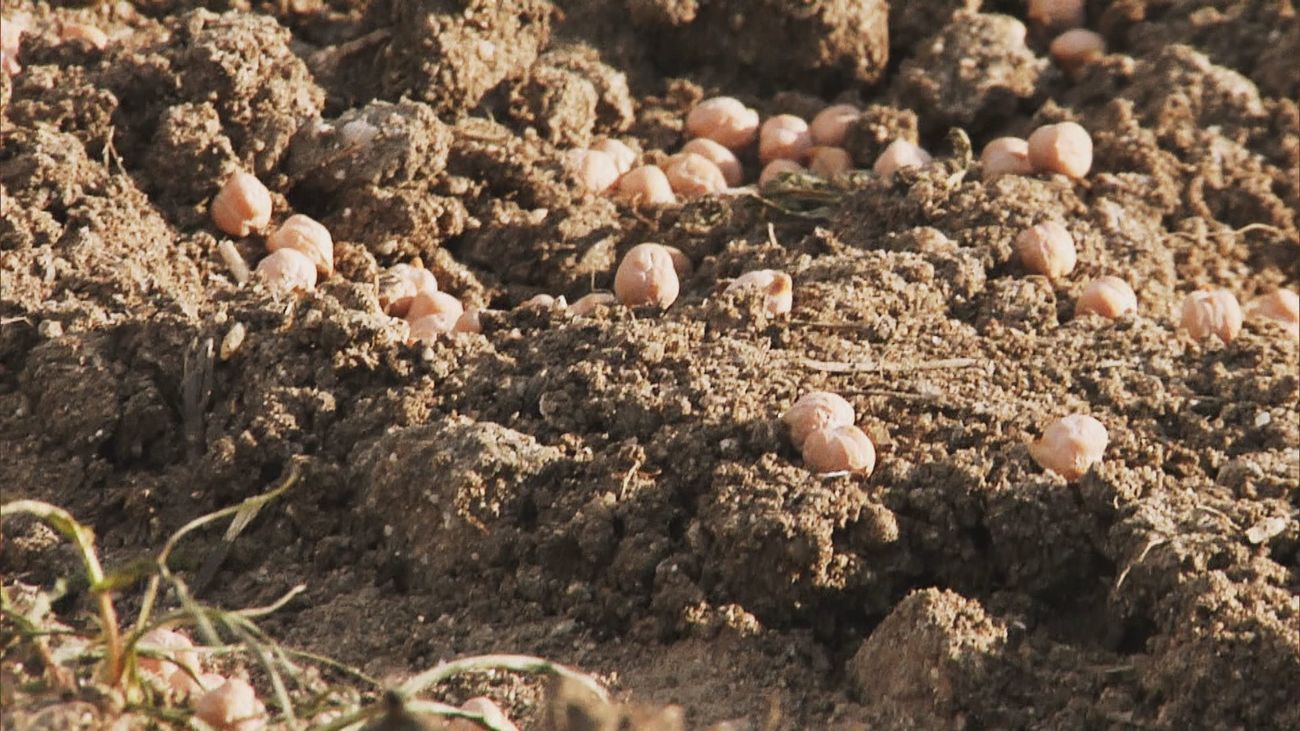 Garbanzos: ¿el alimento del futuro?