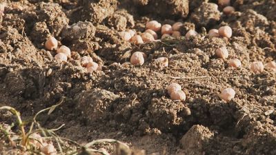 Garbanzos: ¿el alimento del futuro?