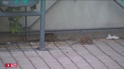 Alertan de una plaga de ratas en Galapagar