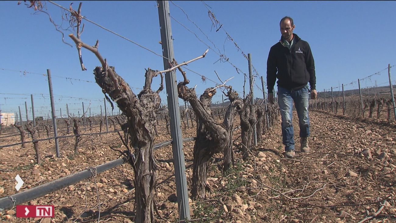 El mejor vino de España se hace en Arganda