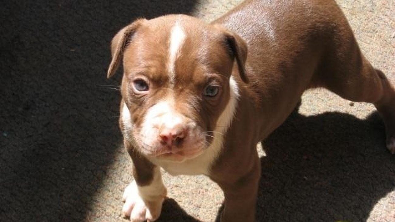 Muere una mujer tras ser atacada por un pitbull que había recogido del campo