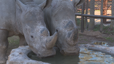 Llegan dos nuevas crías de rinocerontes blancos al Safari Madrid