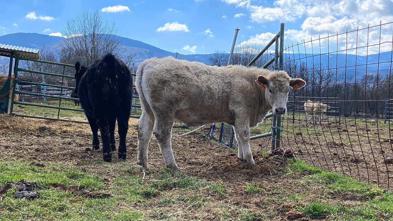 ¿Cómo afrontan los ganaderos las temperaturas bajo cero?