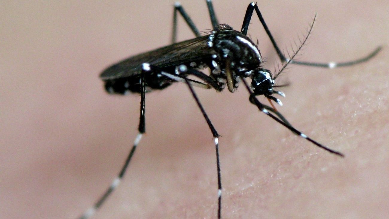 Dengue por mosquito tigre
