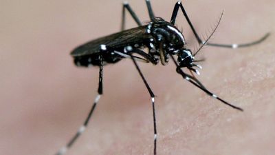 El dengue llega a Madrid: 43 casos registrados en 2023, todos ellos importados