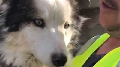Milagro en Turquía: Rescatan con vida a un perro tras 22 días bajo los escombros del terremoto