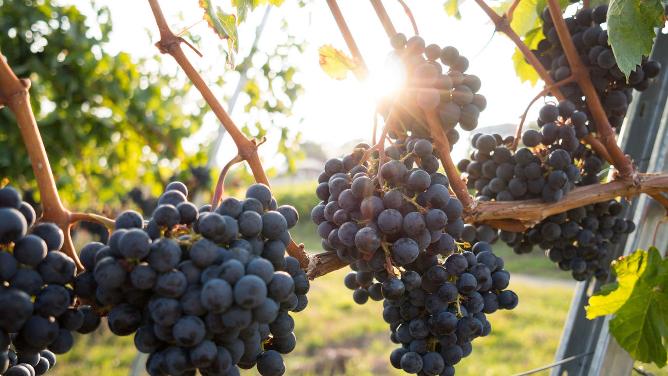 Cultivo de uvas para la elaboración del vino