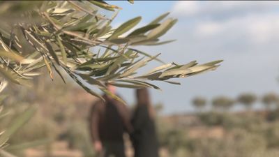 El olivar ecológico de Valdelaguna, 250 olivos sin pesticidas ni fertilizantes