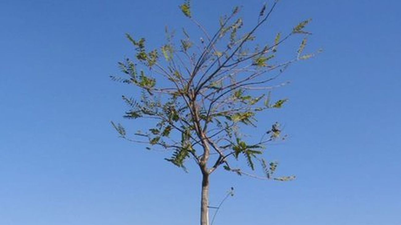 Uno de los árboles recién plantados en Alcorcón