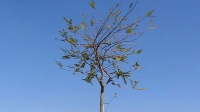 La Policía de Alcorcón trata de atajar el robo de árboles recién plantados