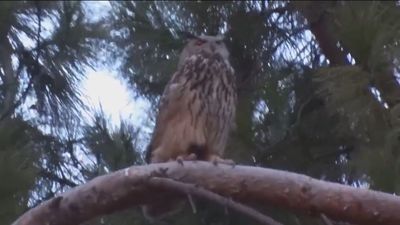 Tres búhos reales eligen El Retiro para pasar una temporada en Madrid