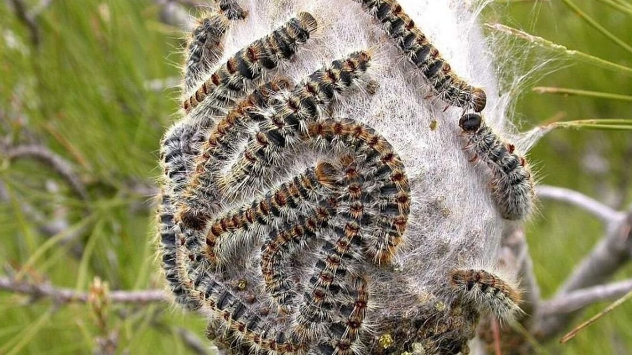 Madrid inicia  el control de la oruga procesionaria en 65.000 hectáreas de pinares de la región