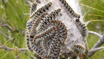 Madrid inicia  el control de la oruga procesionaria en 65.000 hectáreas de pinares de la región