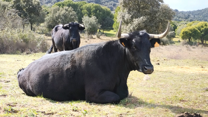 La primera ganadería ecológica