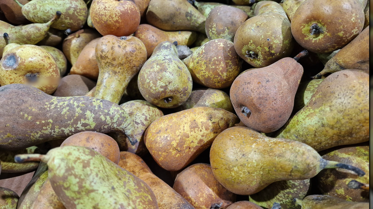 ¿Cómo aprovechan la fruta y verdura descartable en Mercamadrid?