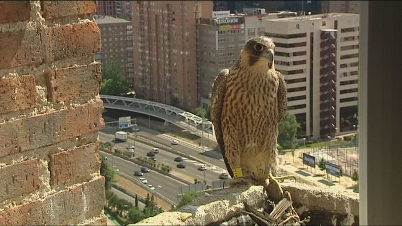 Madrid se llena de especies de animales salvajes
