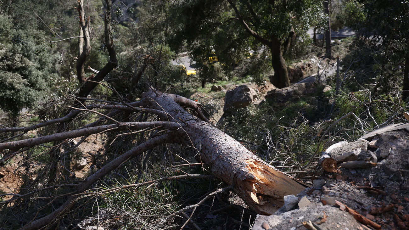 Arbol caído (imagen de archivo)