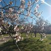 Tiempo primaveral en Madrid, con temperaturas que alcanzarán los 20º