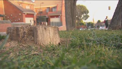 Denuncian la pérdida de miles de árboles en Getafe