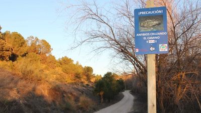 Atención, peligro de atropello en Arganda... de sapos y ranas