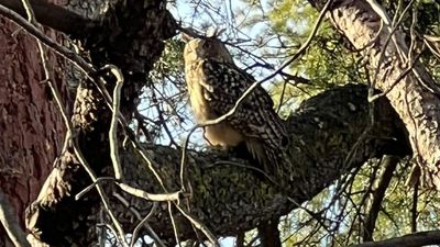 Búhos reales en El Retiro, pero no sólo en la capital