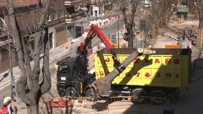Cae un árbol de grandes dimensiones e impacta contra un hombre de 80 años en Carabanchel
