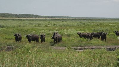 Reserva Natural de Maputo, Mozambique: ¡Llanuras, bosques, pantanos y hasta playas!