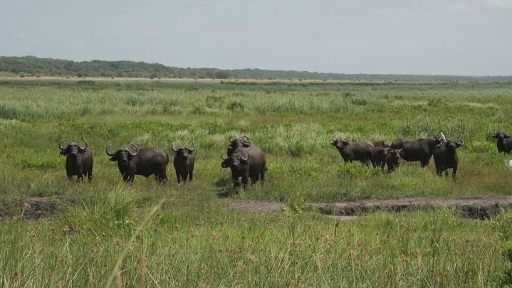 Reserva Nacional de Maputo / Redacción