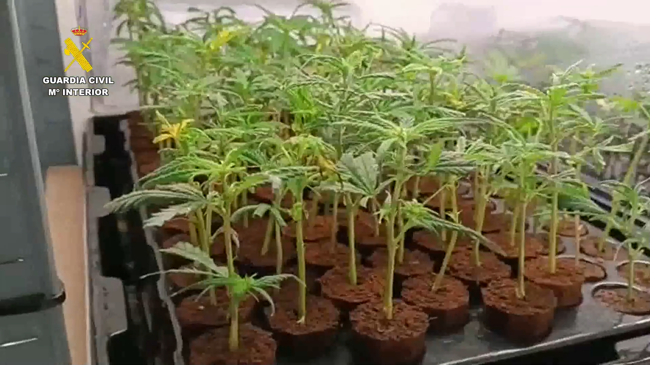 Operación antidroga en Madrid y Toledo: 7 detenidos por tener 583 plantas de marihuana